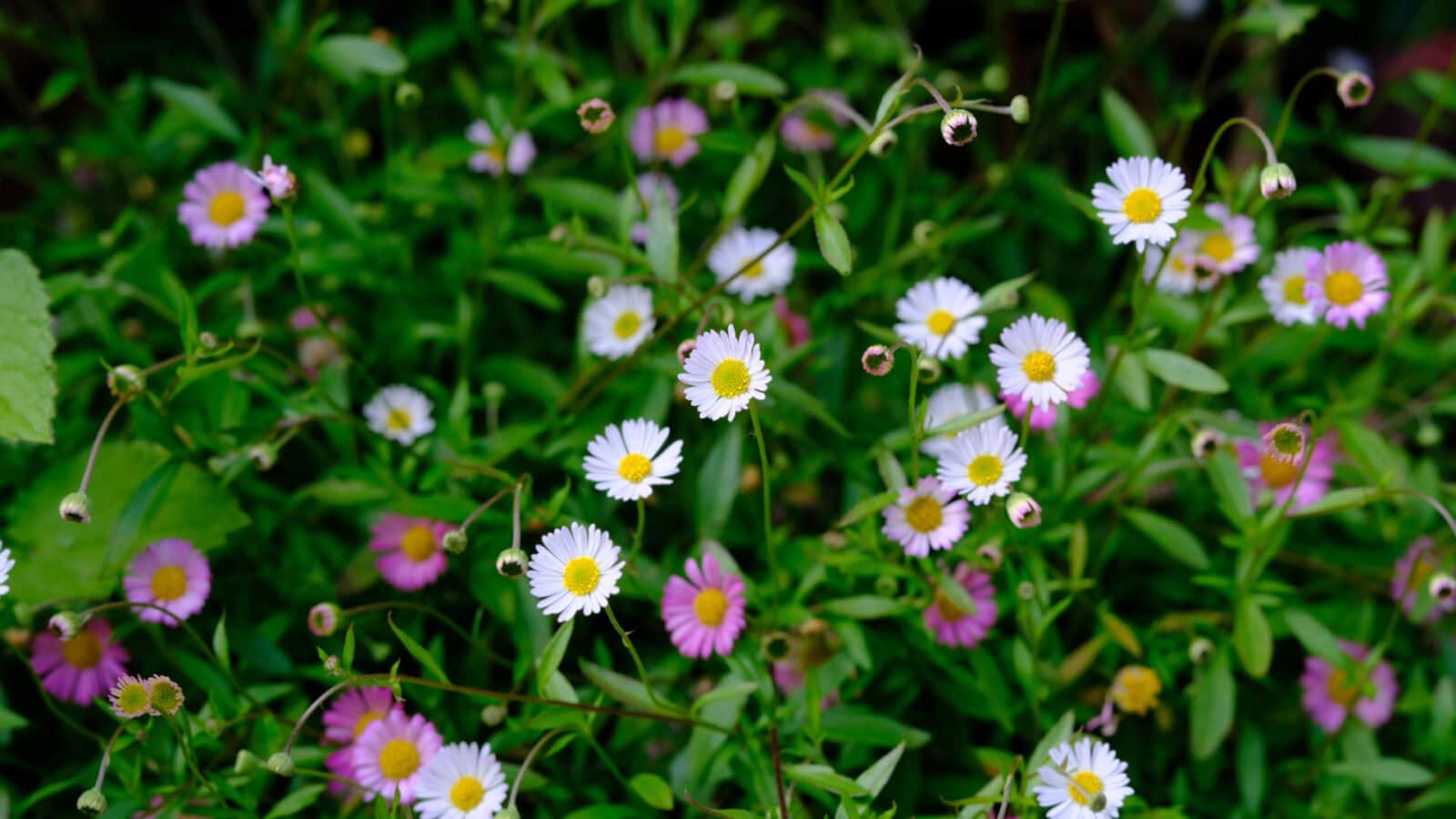 A cluster of small white and pink daisy-like flowers with yellow centers grows among green foliage.