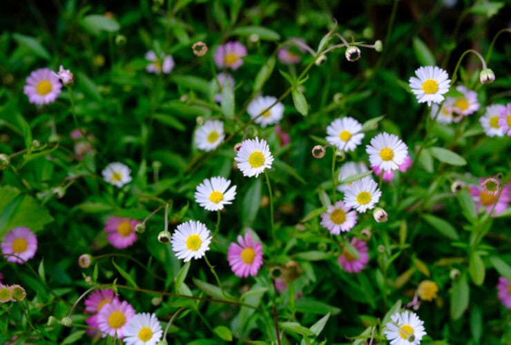 A cluster of small white and pink daisy-like flowers with yellow centers grows among green foliage.