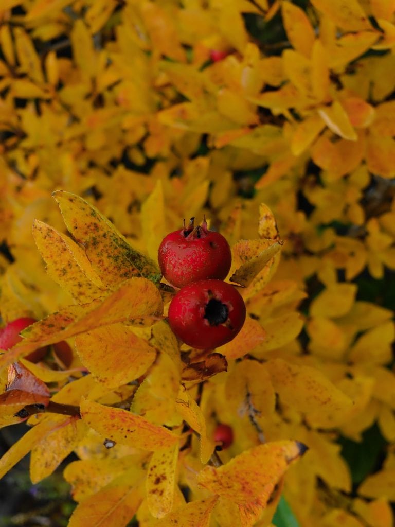 Two red berries on a branch with yellow autumn leaves in the background.