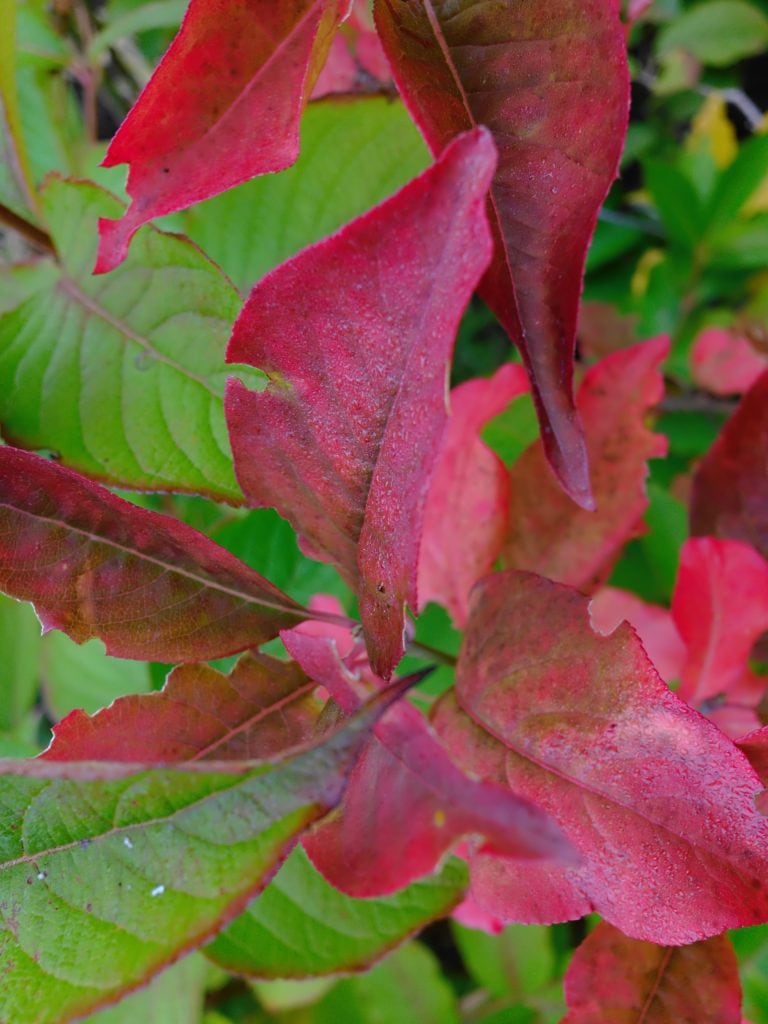 Close-up of red and green leaves with visible veins and a slightly textured surface.