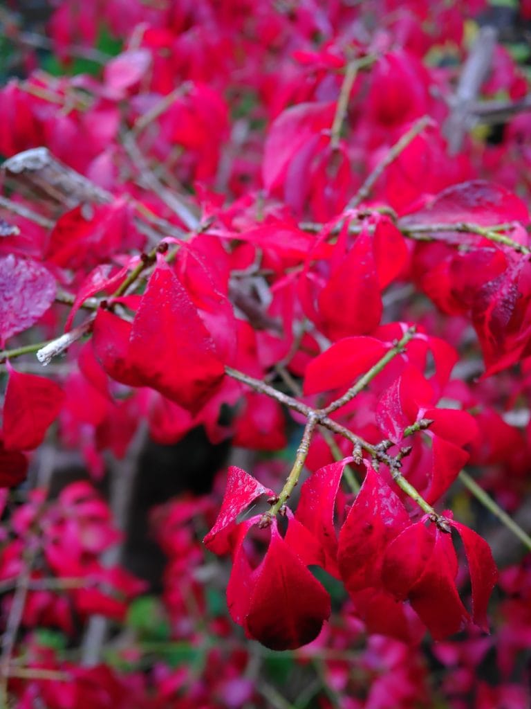 Branches covered in vibrant red leaves, with some leaves showing a glossy, wet surface.