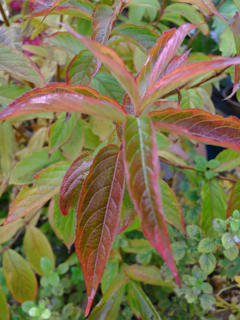 A close-up of a plant with elongated leaves showing red and green hues.