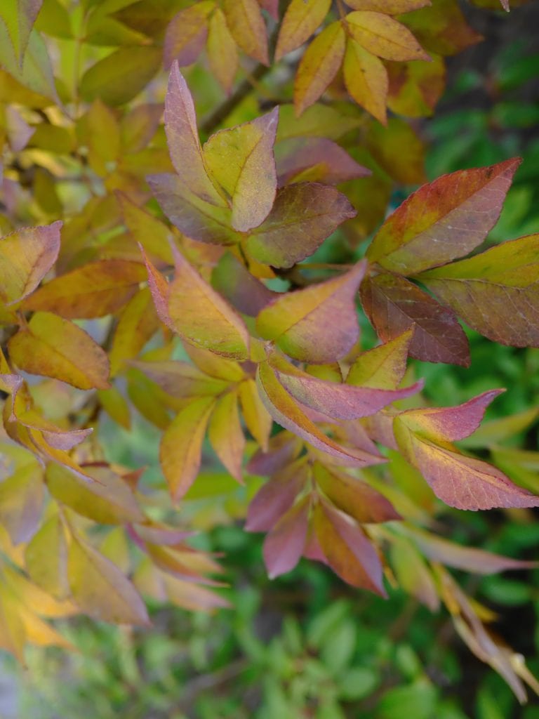 Leaves with shades of green, yellow, and red, showing signs of seasonal color change.
