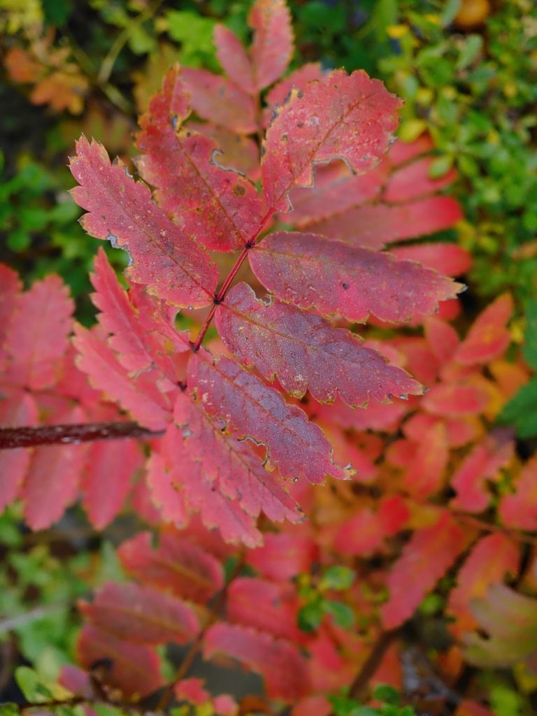 Close-up of red and pink leaves with serrated edges, set against a background of green foliage.