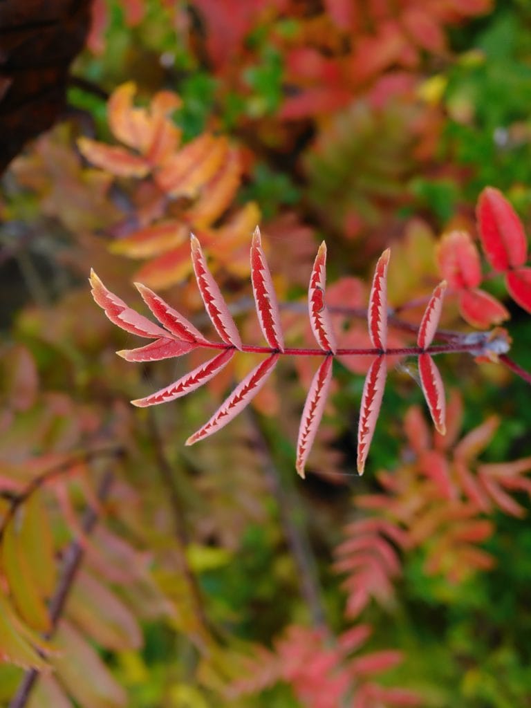 A close-up of a red and yellow serrated leaf with blurred autumn foliage in the background.