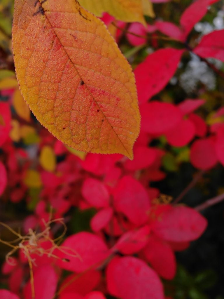 Close-up of an orange-yellow leaf in focus, with bright red leaves blurred in the background.