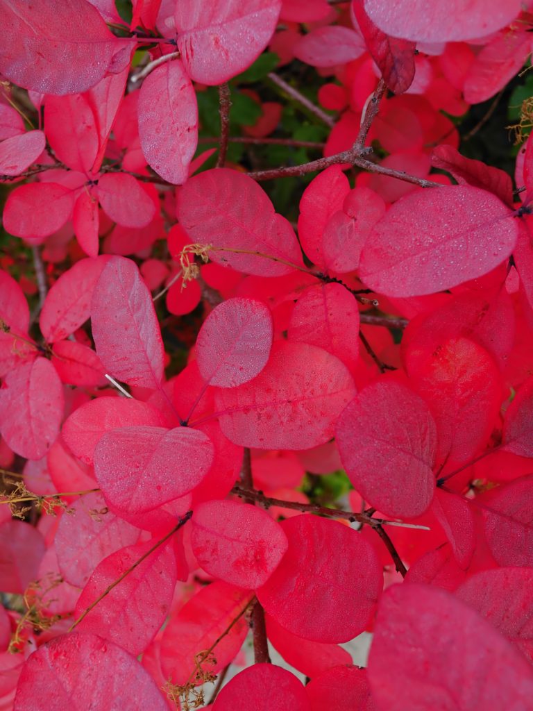 Bright pink-red leaves with visible water droplets densely cover thin branches.