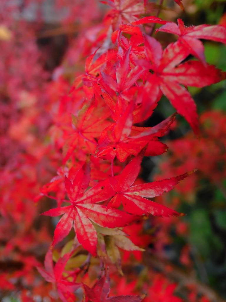 Bright red maple leaves clustered on a branch, with a blurred background of more red leaves and green foliage.