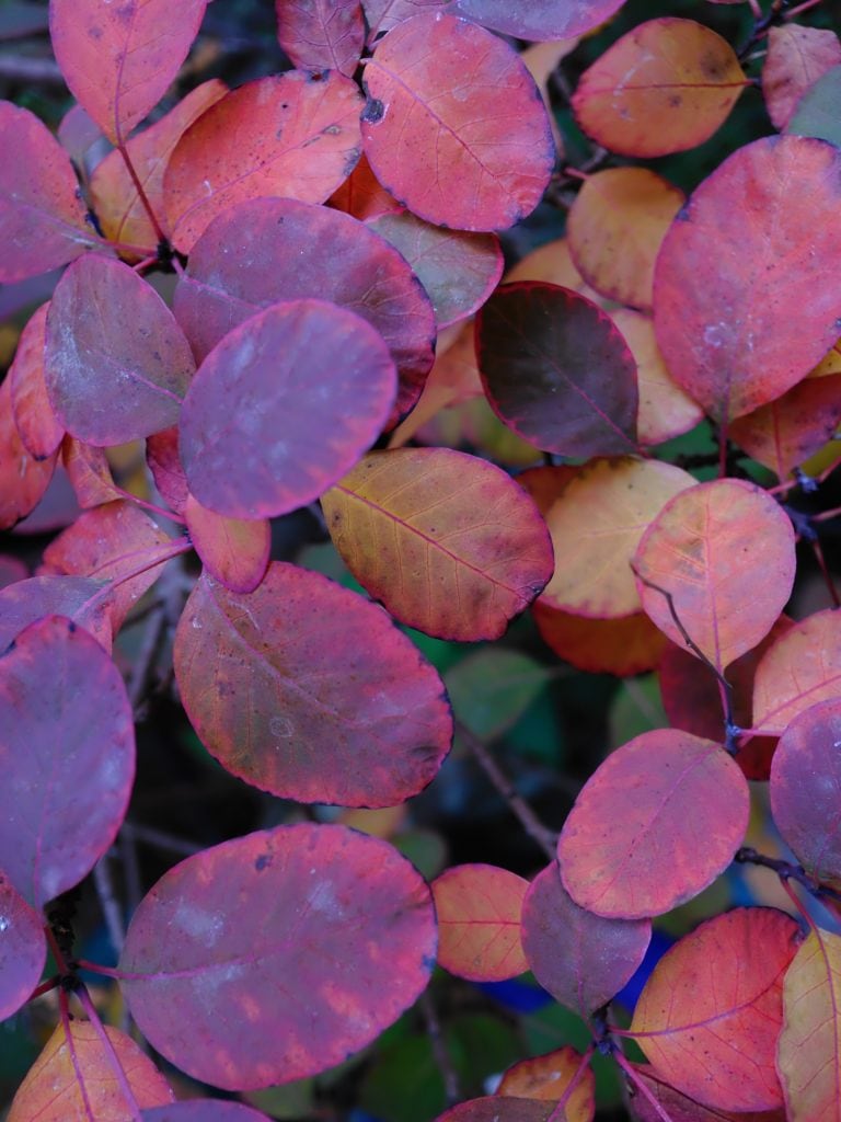 A cluster of round, red and orange autumn leaves closely overlapping each other.