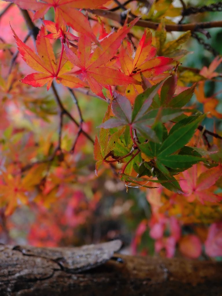 Colorful autumn leaves, mostly red and orange, with a few green leaves on branches above a tree trunk.