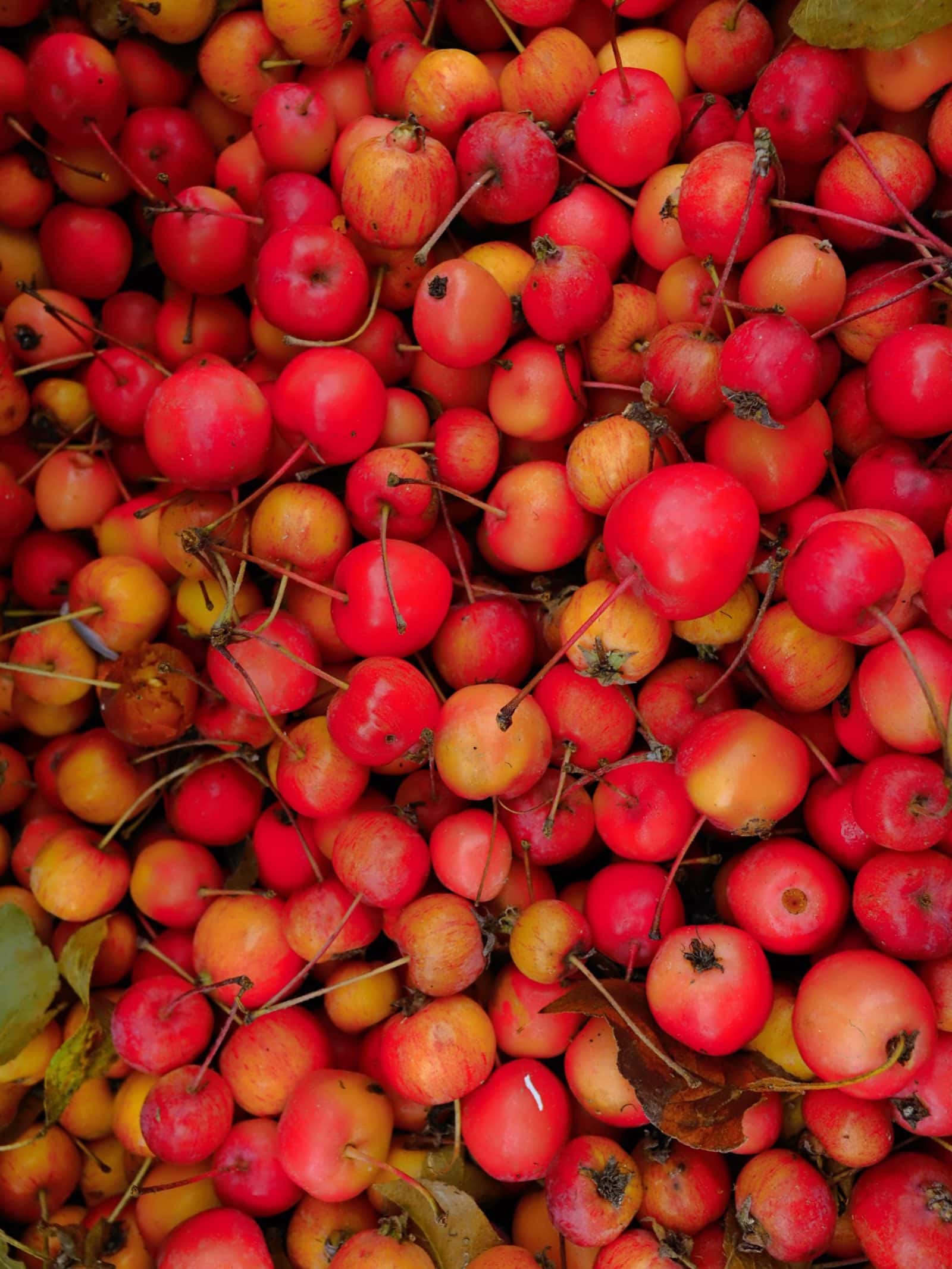 A pile of small red and yellow crabapples with some leaves mixed in.
