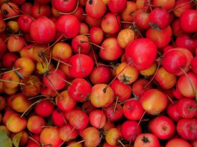 A pile of small red and yellow crabapples with some leaves mixed in.