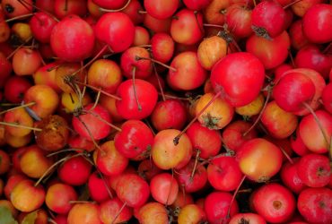 A pile of small red and yellow crabapples with some leaves mixed in.