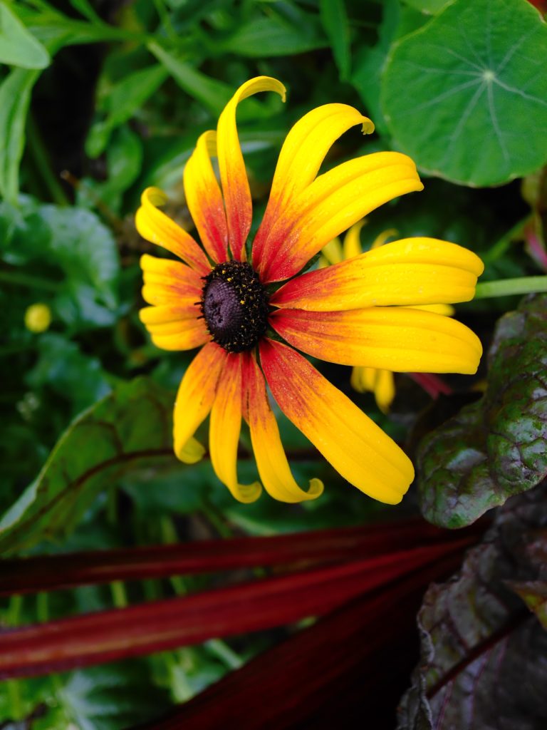 A yellow and red daisy-like flower with a dark center surrounded by green and burgundy foliage.