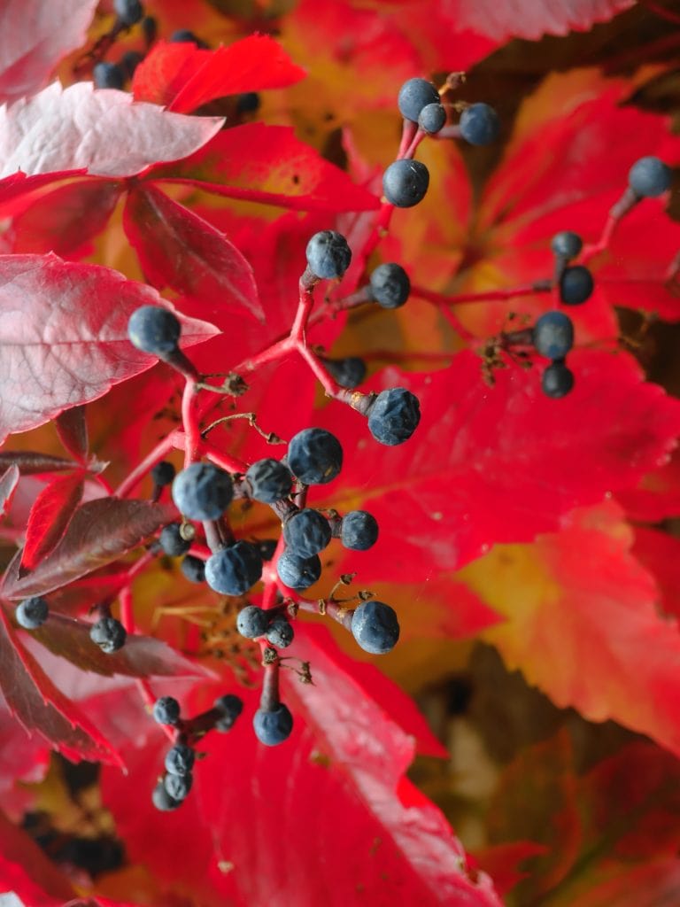 Clusters of small dark berries on bright red and orange autumn leaves.