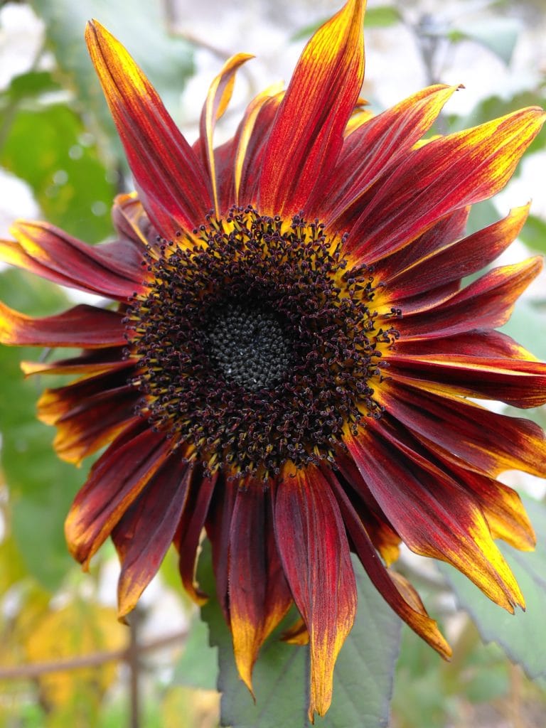 Close-up of a red and yellow sunflower with a dark center, with green leaves and stems in the blurred background.