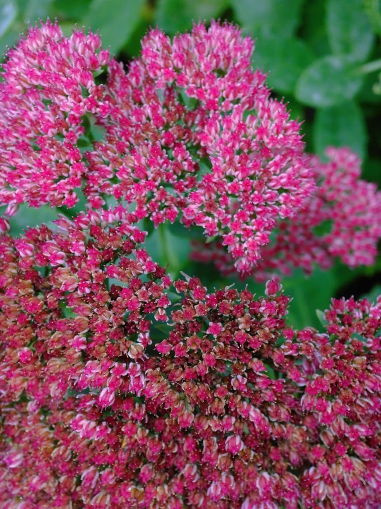 Clusters of small, vibrant pink flowers with green foliage in the background.