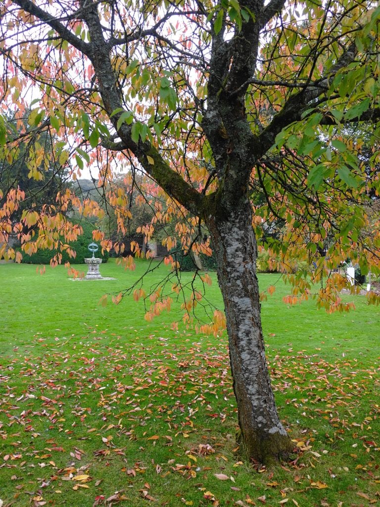 A tree with autumn leaves stands on grass with a fountain and scattered leaves in the background.