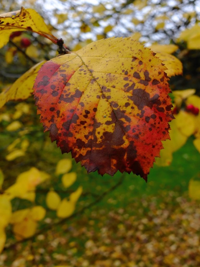 A yellow autumn leaf with red and brown spots hangs from a branch, with blurred foliage in the background.