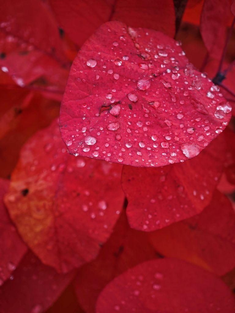 Raindrops on vibrant red autumn leaves.