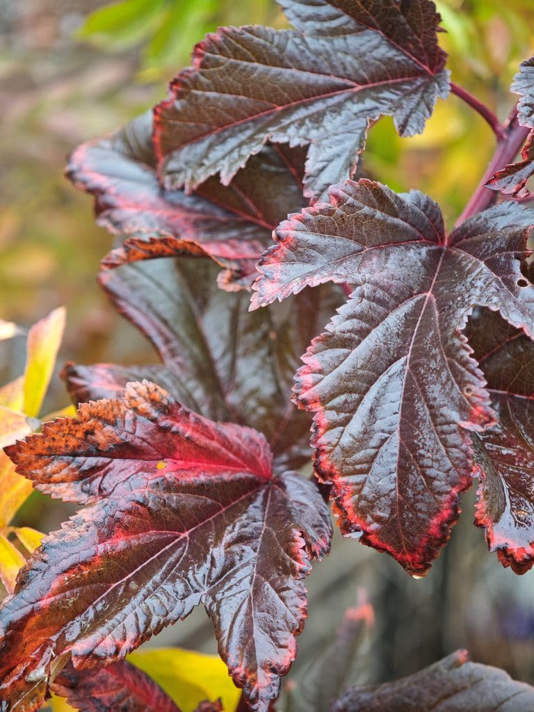 Glossy, serrated leaves with dark purple centers and bright red edges.