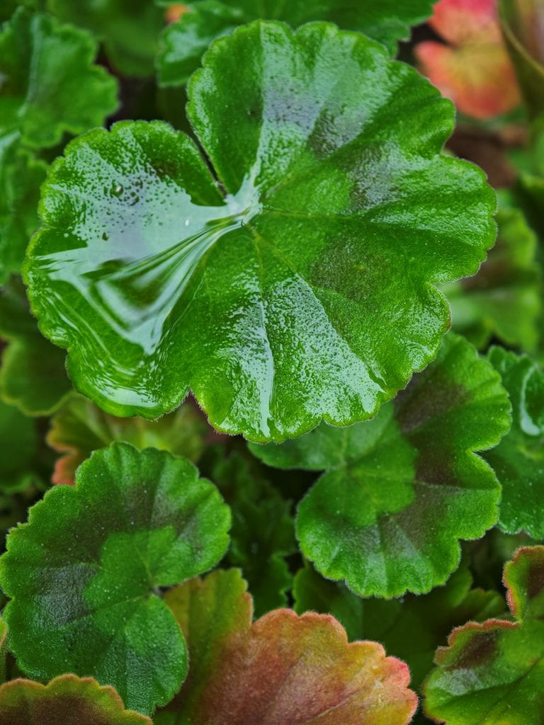 Water droplets on a vibrant green geranium leaf.