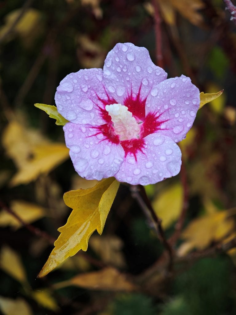 A pale pink hibiscus flower with a dark red center, covered in water droplets, surrounded by yellow leaves.