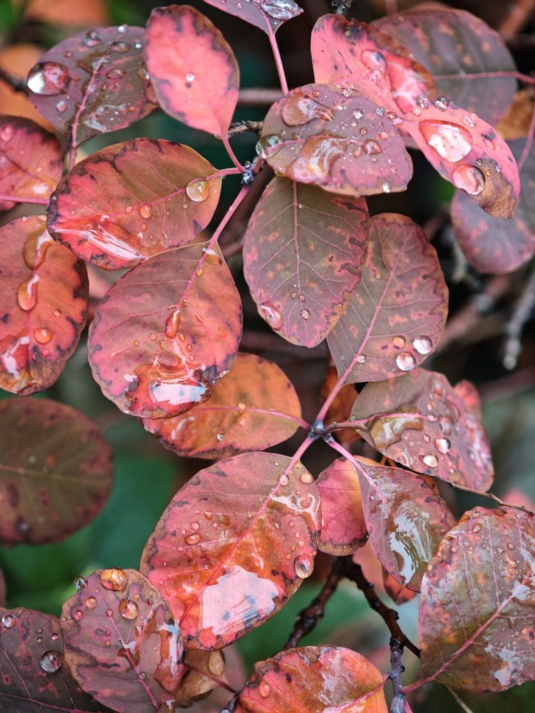 Raindrops on pink and reddish-purple rounded leaves.