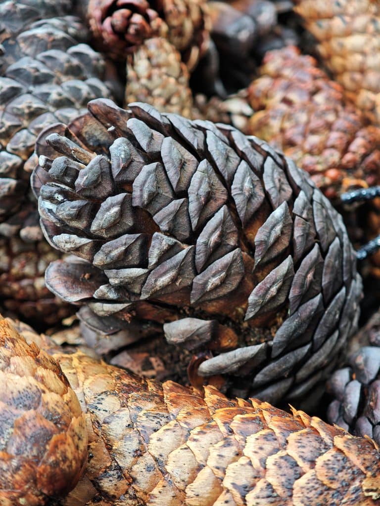 A close-up of several pine cones with textured, woody scales.
