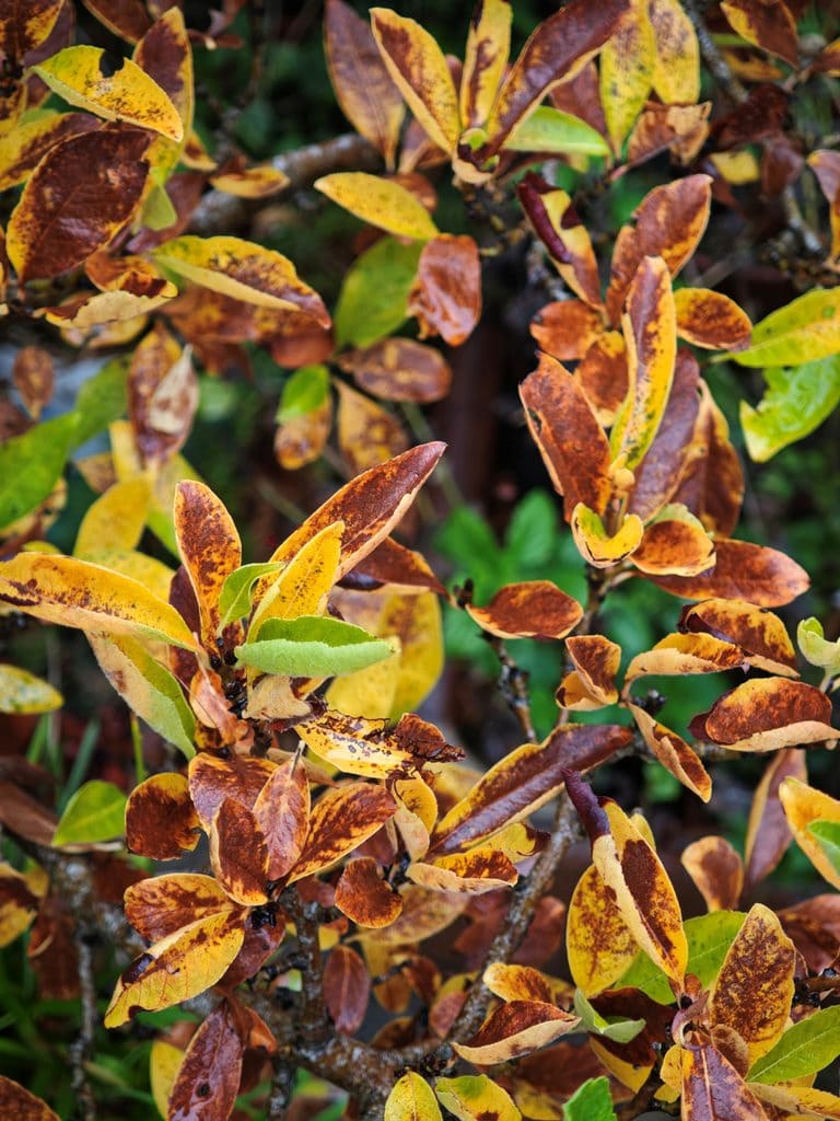 Close-up of shrub branches with leaves turning yellow and brown in autumn.