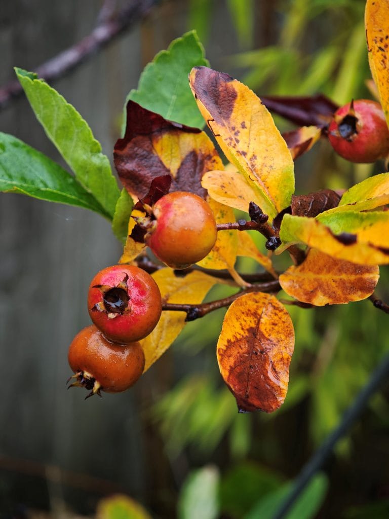 Bright orange hawthorn berries on a branch with yellowing autumn leaves.