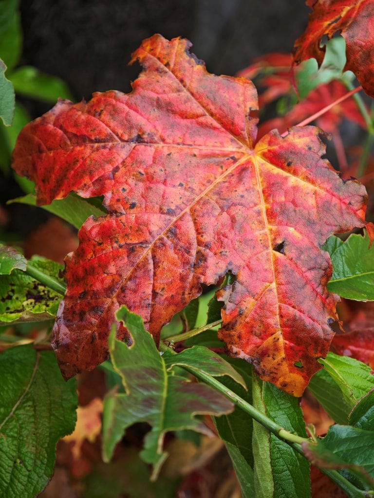A large, wet, red and orange maple leaf resting on green foliage.