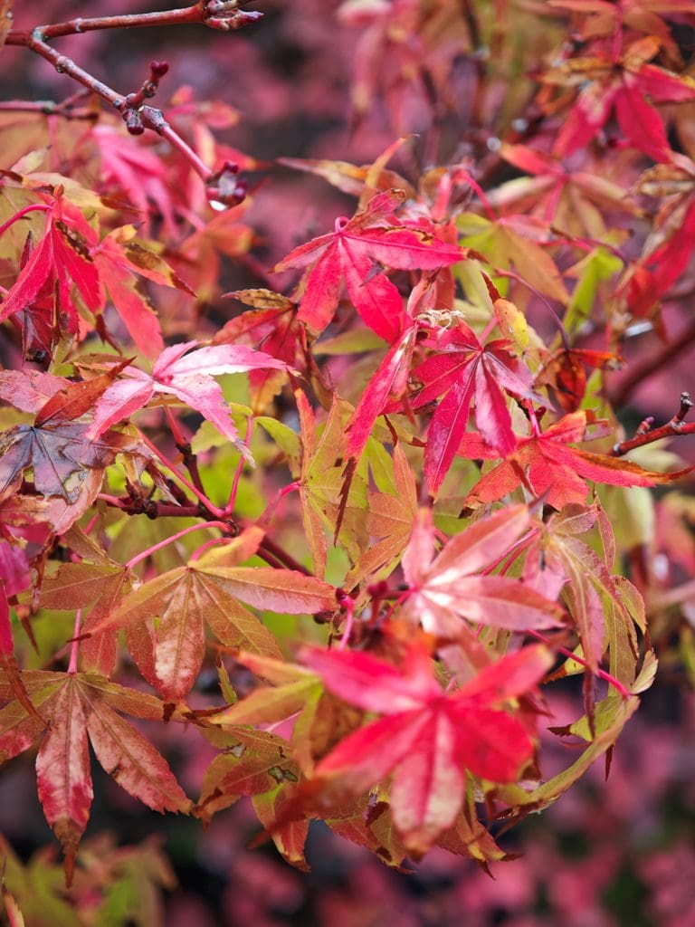 Japanese maple leaves in shades of red, orange, and green.