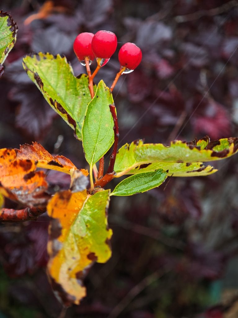 Three bright red hawthorn berries on a branch with rain-spotted, yellowing autumn leaves.