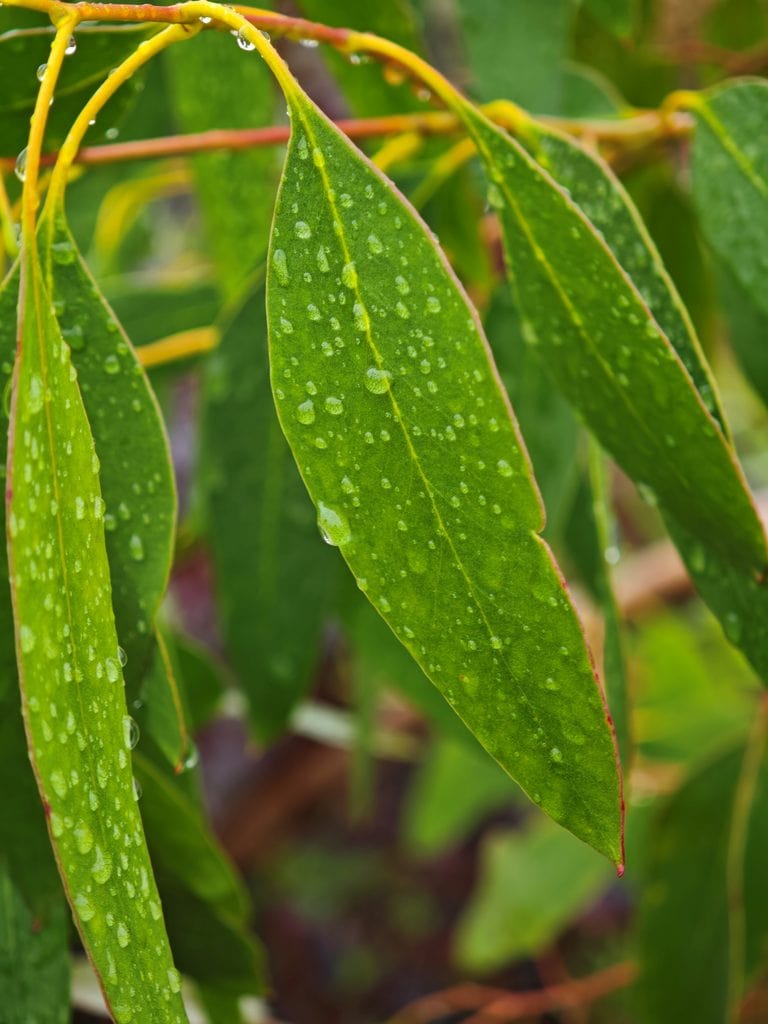 Green eucalyptus leaves covered in raindrops.