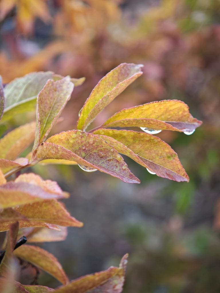 Autumn leaves with water droplets.
