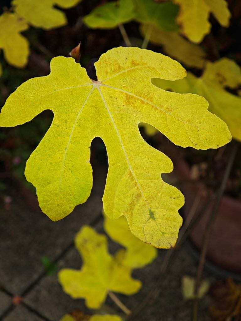 A large, lobed fig leaf turning yellow in autumn.