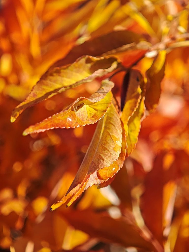Close-up of bright orange and yellow autumn leaves.