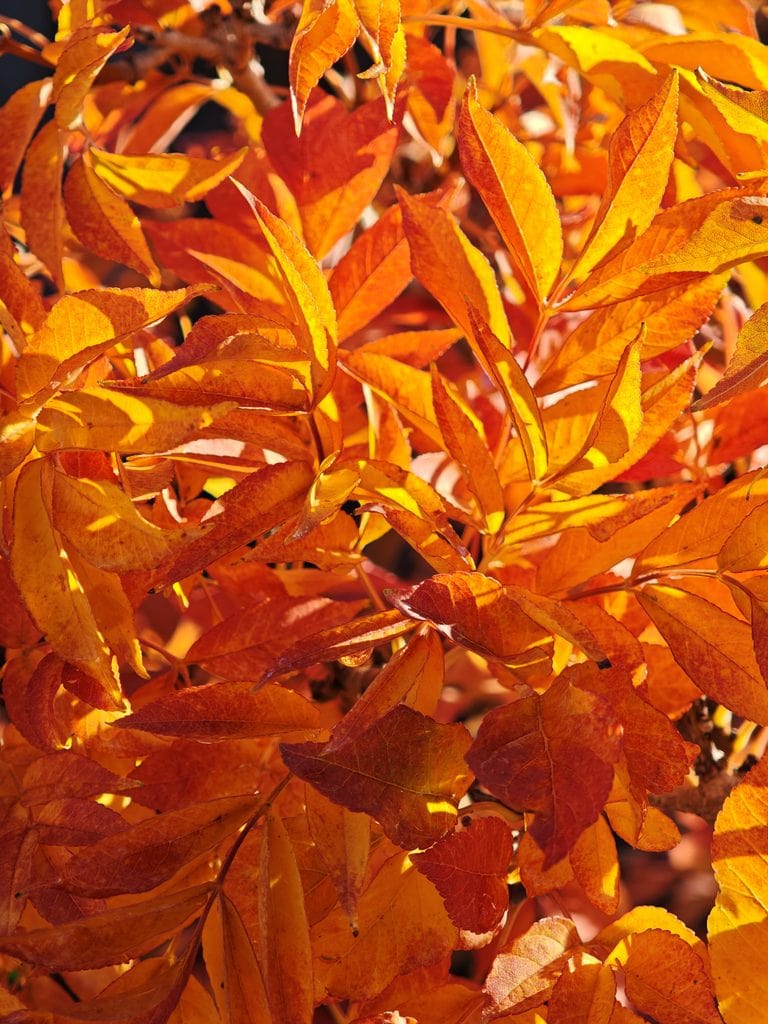 Close-up of bright orange and yellow autumn leaves on a tree branch.