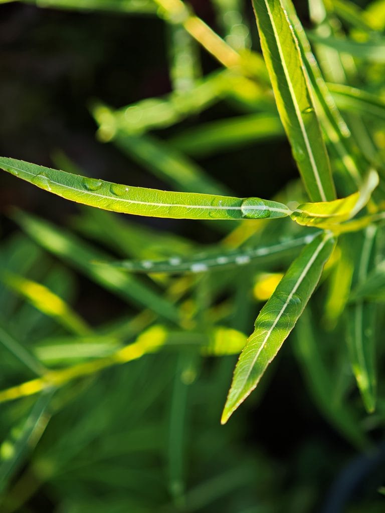 Narrow green leaves with water droplets, illuminated by sunlight.