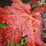 A pinecone surrounded by colorful autumn leaves, including a red maple leaf with dew drops.
