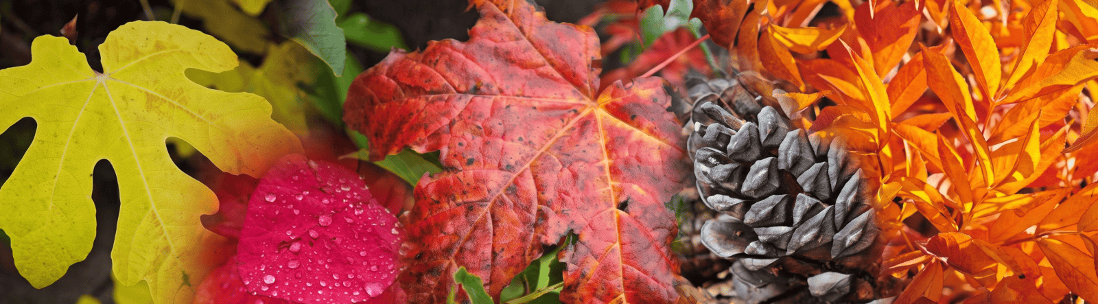 A pinecone surrounded by colorful autumn leaves, including a red maple leaf with dew drops.