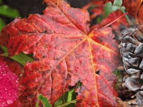 A pinecone surrounded by colorful autumn leaves, including a red maple leaf with dew drops.