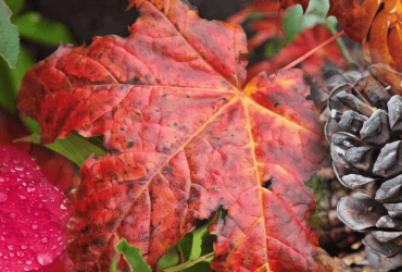 A pinecone surrounded by colorful autumn leaves, including a red maple leaf with dew drops.